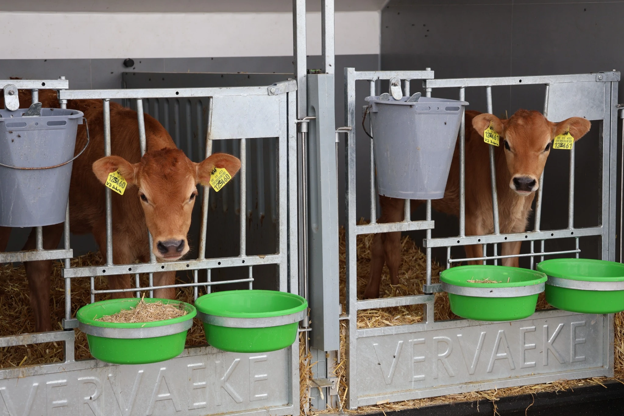 Two young brown calves in Vervaeke calf pens